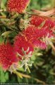 Callistemon - Little John - 1 à 2 m
